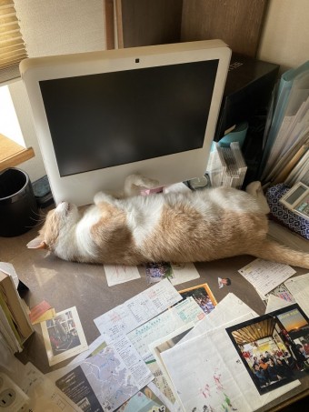 うちのにゃんさん達.2